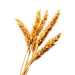 Golden Wheat Ears: A Bountiful Harvest , isolated on white background png