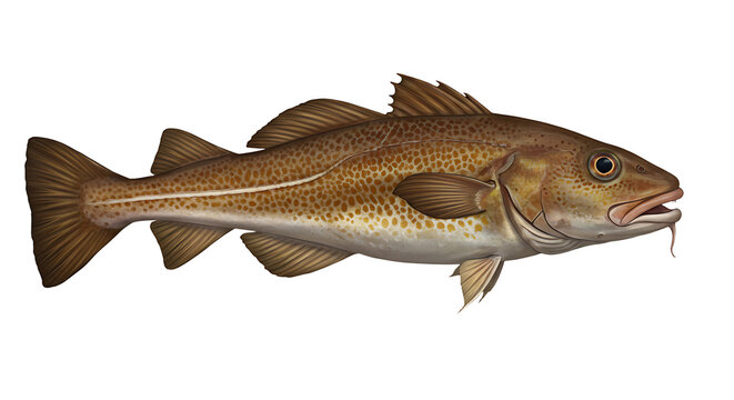 Detailed illustration showcasing a codfish, showcasing its distinct features