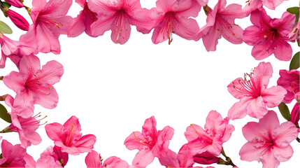 Pink Azalea Flower Frame