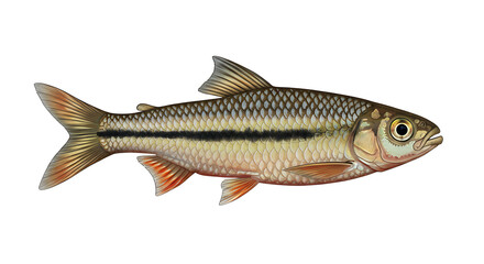 Fototapeta premium Detailed illustration featuring a creek chub fish against a white backdrop
