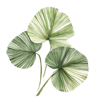 PNG Fan plam green leaves leaf art illustration.
