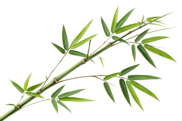 Fototapeta premium Bamboo isolated on a white background