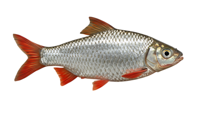 An isolated silver fish with red fins and tail showcasing its detailed scales
