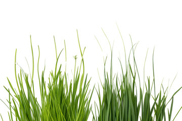 Fototapeta premium green grass isolated on white background