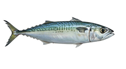 Fototapeta premium Striking mackerel portrait showcasing vibrant colors and exquisite details