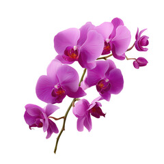 Stunning Pink Orchid Illustration: A Vibrant Floral Display , isolated on white background png