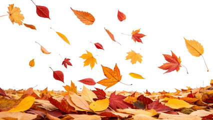 autumn leaves falling down isolated on white backgrounds