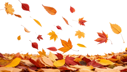 autumn leaves falling down isolated on white backgrounds