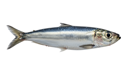 Detailed studio shot capturing the essence of a sardine fish with its shimmering scales