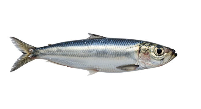 Detailed studio shot capturing the essence of a sardine fish with its shimmering scales