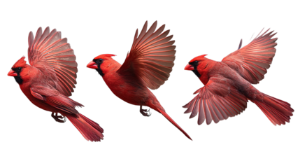 northern cardinal bird set red cardinal in flight, collection of 3, front left right angle variation, cutout isolated white background