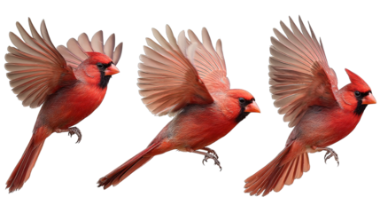 northern cardinal bird set red cardinal in flight, collection of 3, front left right angle variation, cutout isolated white background