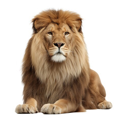 Majestic Lion Portrait - King of the Jungle , isolated on white background png