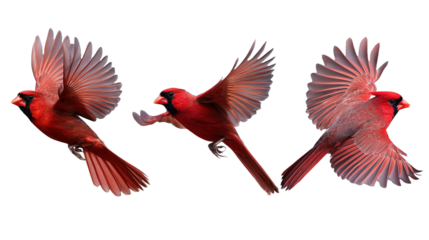 northern cardinal bird set red cardinal in flight, collection of 3, front left right angle variation, cutout isolated white background