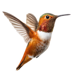 Fototapeta premium Stunning Close-Up of a Hummingbird in Flight , isolated on white background png