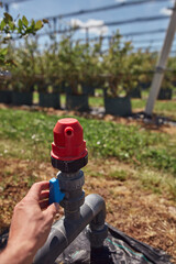 Male gardener working on a water valve for irrigation in a blueberries organic farm.