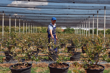 Male farmer carefully examines blueberries plants, indicating the start of the spring season in an...