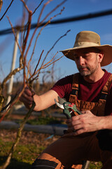 Male gardener with pruning shears working in a blueberries organic farm.