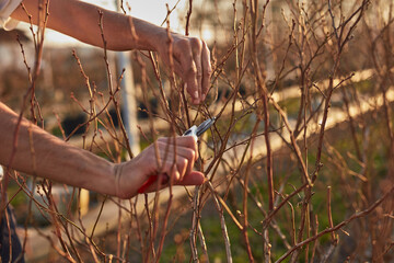 Male gardener with prunign shears working in a blueberries organic farm.