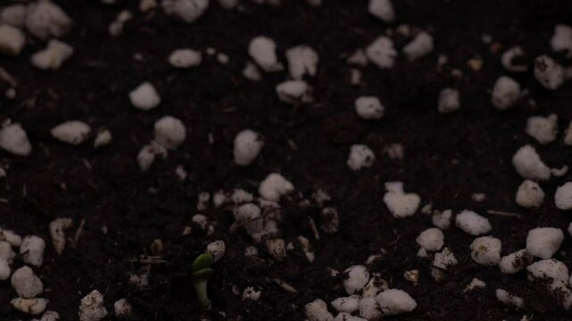 A tiny green sprout pushes through dark soil mixed with white perlite, symbolizing new life, growth, and resilience in nature.