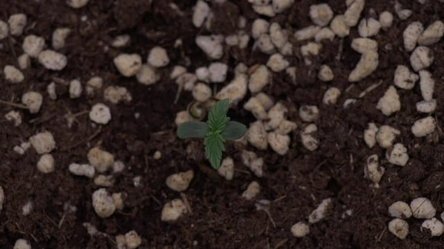 A tiny green seedling emerges from nutrient-rich soil with perlite, symbolizing new beginnings, growth, and resilience.