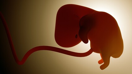 A 3d rendering of  translucent view of a developing embryo. The embryo is positioned in a curled posture.
