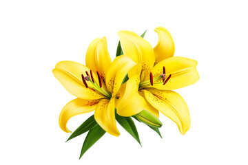Obraz premium Two vibrant yellow lilies isolated on black background blossoming beauty floral elegance nature spring summer flowers petals bloom