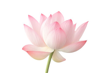 Pink Lotus Flower Isolated Black Background