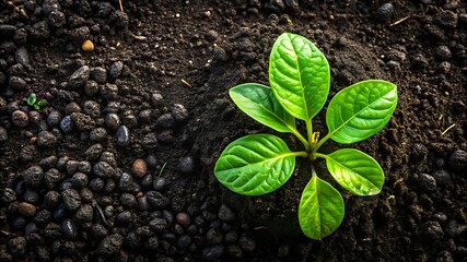 Vibrant Green Sprout Emerging from Rich Dark Soil Ground in Nature