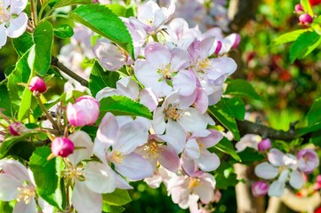 A profusion of delicate pink apple blossoms announces the arrival of spring in the orchard.