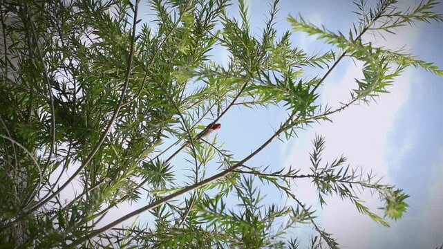 The oriental garden lizard, common garden lizard, bloodsucker, or changeable lizard is a garden lizard found widely distributed in India sitting on a branch