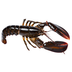 Lobster isolated on white background. The lobster is positioned diagonally, showcasing its claws and body details