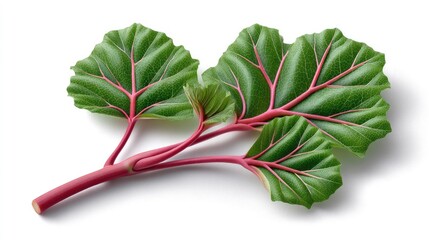 Realistic Rhubarb on Plan white Background