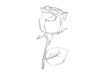 rose lineart