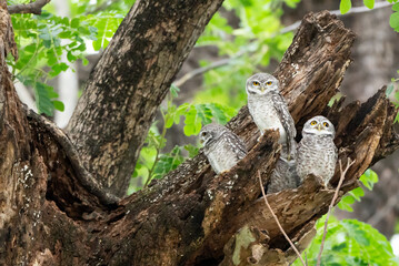 A spotted owl perches in a tree during the day.