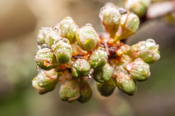 Water droplets cling to delicate buds on a tree branch, marking the arrival of spring.