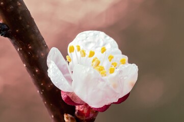 A single apricot blossom glistens with water droplets, capturing the essence of spring in a macro...