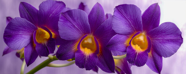 Purple dendrobium orchid on muted lilac background