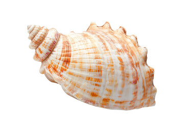 Fototapeta premium Tropical seashell isolated transparent-background.png