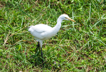 A white bird is standing in a grassy field