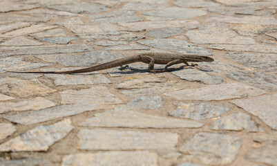 A lizard is walking on a stone path