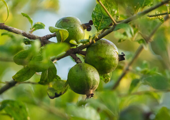 Three green fruits hanging from a tree branch