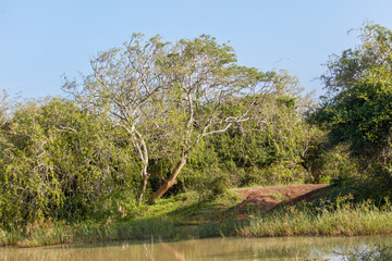 A tree is in the middle of a forest with a body of water in the background