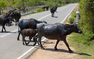 A herd of black cows are walking down a road