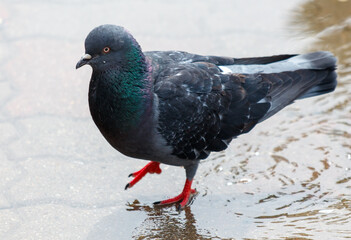 A pigeon is walking on a wet surface