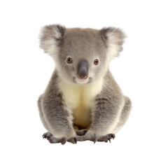 Fototapeta premium A cute koala bear sits calmly looking at the camera. The koala has a soft gray fur and a gentle expression on its face