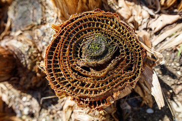 A brown, dried up tree stump with a green mossy growth on it