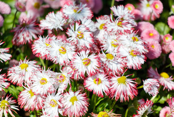 A bunch of pink flowers with yellow centers © schankz