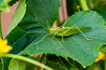 A bright green grasshopper perches gracefully on a lush green leaf in its natural habitat.