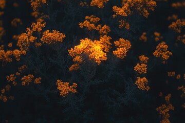Clustered orange flowers in dark foliage